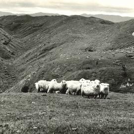 Hillside sheep - 7 of 7