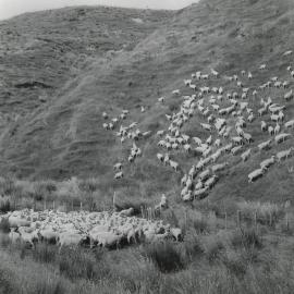 Hillside sheep - 5 of 7