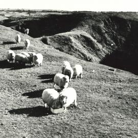 Hillside sheep - 6 of 7