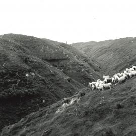 Hillside sheep - 4 of 7