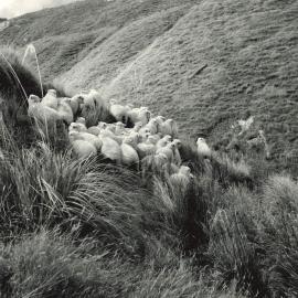 Hillside sheep - 2 of 7