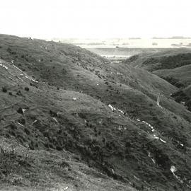 Hillside sheep - 1 of 7