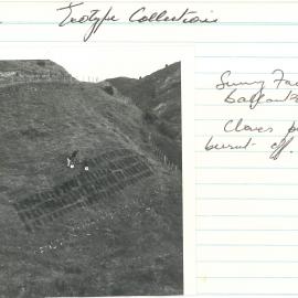 Ballantrae - sunny face