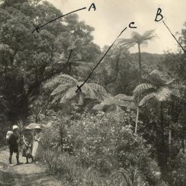 Walkers on bush track