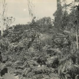 Man viewing an area of  ferns