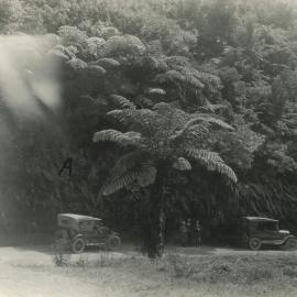 Vintage cars - ferns