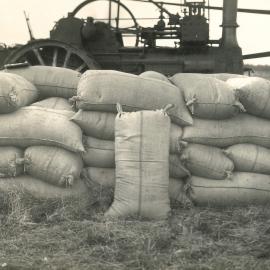 Certified seed - 3 of 11