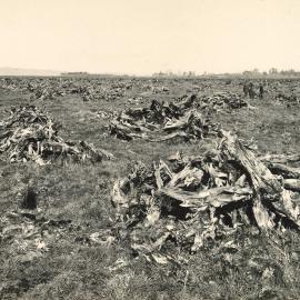 Peat swamp - old roots