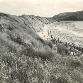 Plimmerton marram dunes