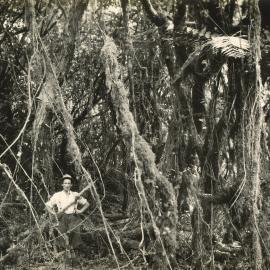 Primary forest before felling