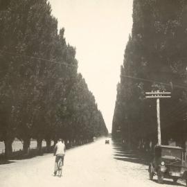 Pakowhai poplar grove