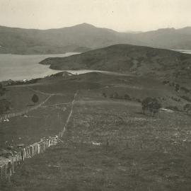 Akaroa - Kanuka