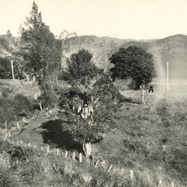 Epiphyte establishment