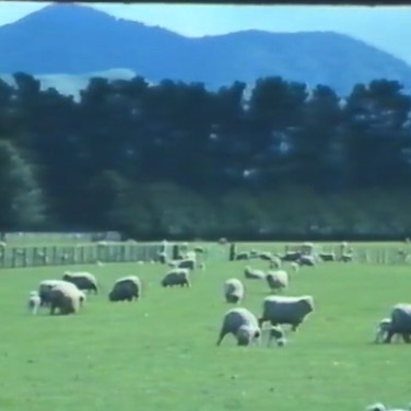 One Lamb Or Two? - Multiple Pregnancy in Sheep