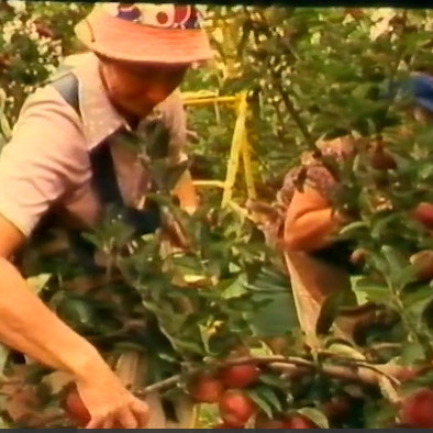 Integrated Mite Control in Orchards