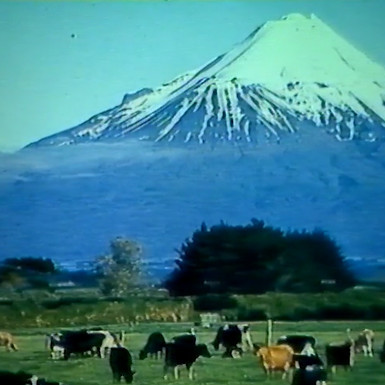 NZ Herbage Seed For Australia