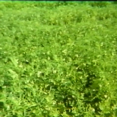 Lentils An Alternative Dryland Crop