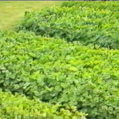 John A. Lancashire on Cultivars