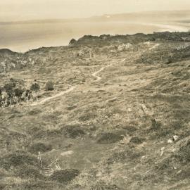 Blackberry bushes at Wairoa