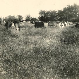 Cows near Dargarville