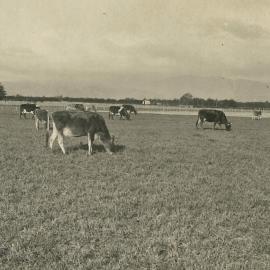 Taranaki - cows