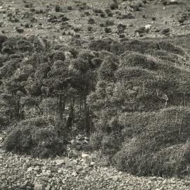 Palliser Bay - Muehlenbeckia astonii 