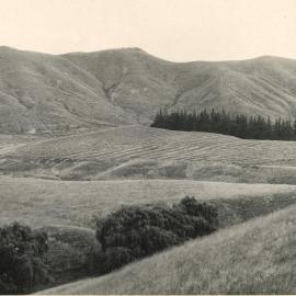 Paddocks - Landscape