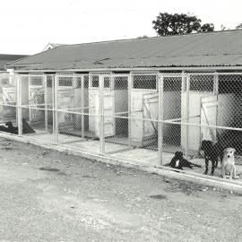 Dog kennels