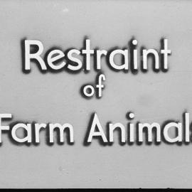 Restraint of farm animals