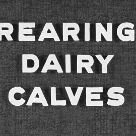 Rearing dairy calves