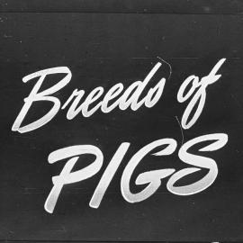 Pig husbandry. 1. Breeds of pigs