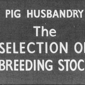 Pig husbandry. 4. Selection of breeding stock