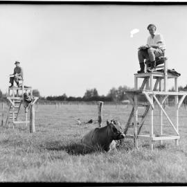 Observing grazing behaviour
