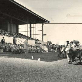 Young Farmers Club - Cows