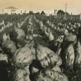 Mangels - Bay of Plenty