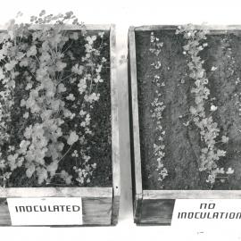 Inoculated - not inoculated
