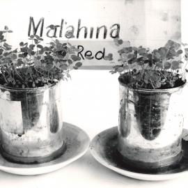 Clover inoculation - 4