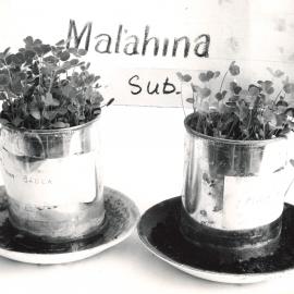 Clover inoculation - 3