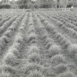 Grasses in rows