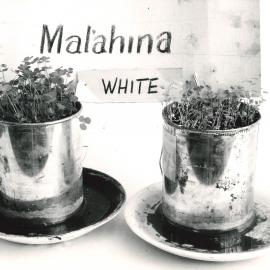 Clover inoculation - 2