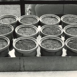 Soil Bureau, DSIR - Pots in tray