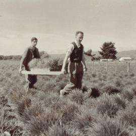 Carrying in from the field, established plants