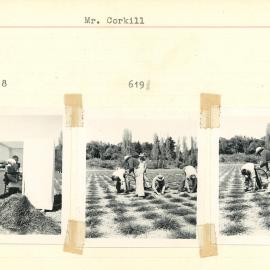 Mr. Corkill at work - 1