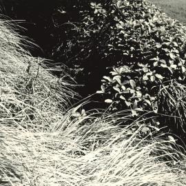 O. col & O. lacunsa (closeup foliage) + snowgrass