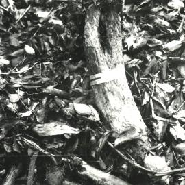 Alex Knob - Plant - 1