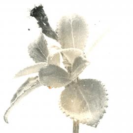 Close up - plant - 3