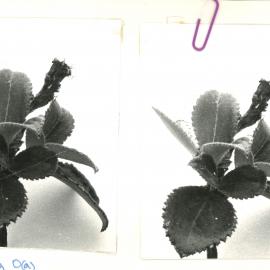 Close up - plant - 4