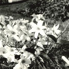 Clematis flowers