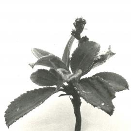 Close up - plant - 2