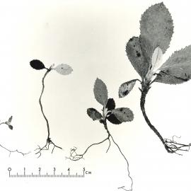 Close up - plant - 1